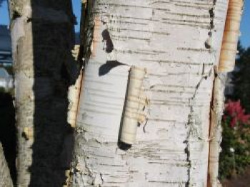 Himalajabirke, 175-200 cm, Betula utilis var. jacquemontii, Containerware von Betula utilis var. jacquemontii
