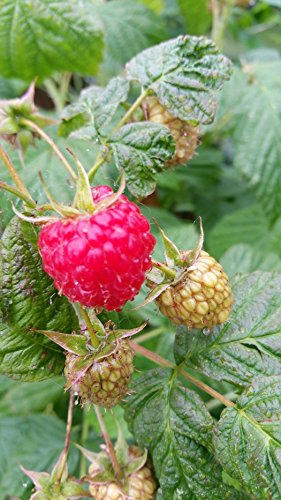 1 Stck. Himbeere Pokusa (Rubus id.) Containerware 40-60 cm von Biermann Pflanzen