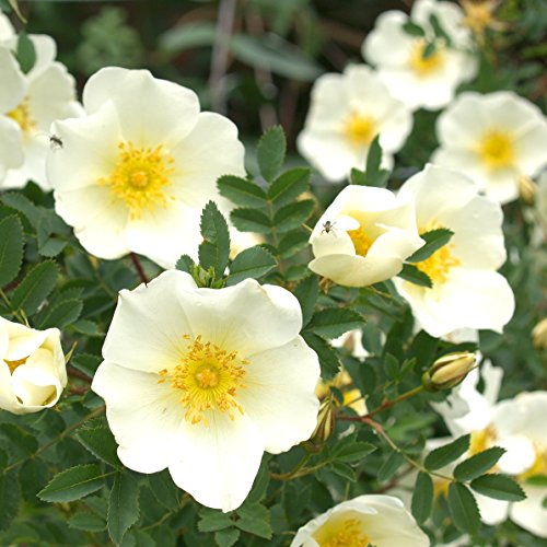 1 Stück Bibernellrose / Dünenrose - (Rosa pimpinellifolia), Containerware 60-100 cm von Biermann Pflanzen