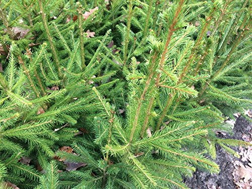 10 Stück Rotfichte/Gemeine Fichte - (Picea abies), Topfware 15-25 cm von Biermann Pflanzen