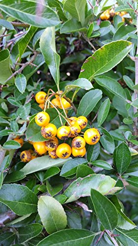 15 Stück Feuerdorn 'Orange Glow' - (Pyracantha 'Orange Glow'), Topfware 15-30 cm von Biermann Pflanzen