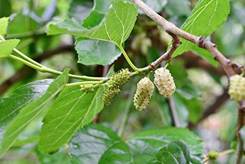 2 Stck. weiße Maulbeeren (Morus alba) im Container 60 - 100 cm von Biermann Pflanzen