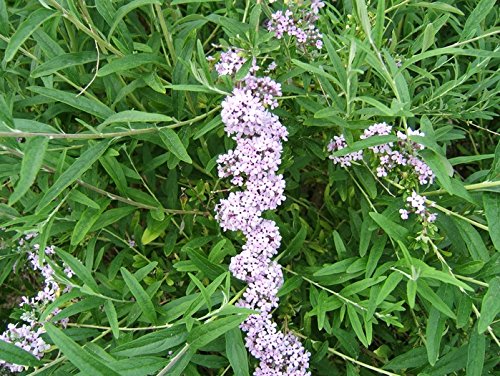 3 Stück Buddleja alternifolia - (Sommerflieder / Schmetterlingsstrauch), Topfware15 - 20cm von Biermann Pflanzen