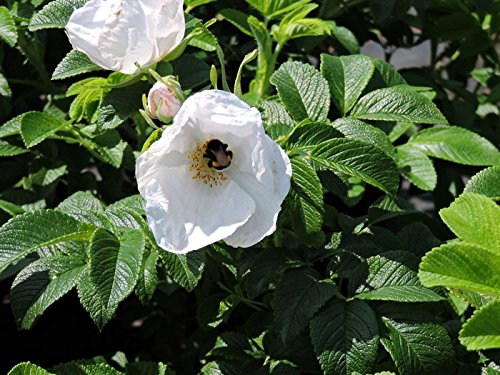 5 Stk. weiße Apfelrose, Hagebutte, Kartoffelrose 'Alba' - (Rosa rugosa 'Alba'), Containerware 40-60 cm von Biermann Pflanzen