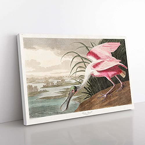 Big Box Art Roseate Spoonbill by John James Audubon Leinwand Wandkunstdruck Fertig zum Aufhängen Bild 76 x 50 cm (30 x 20 Zoll) Weiß Grau Braun Rosa Lila von Big Box Art