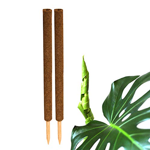 BigDean 2er Set Pflanzstäbe Kokos 80 cm - Monstera Rankhilfe Rankstäbe Stab Moosstäbe Pflanzenstäbe Kokosstäbe für Pflanzen - aus natürlicher Kokosfaser - verlängerbar von BigDean