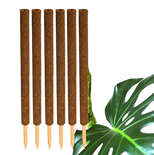 BigDean 6er Set Pflanzstäbe Kokos 80 cm - Monstera Rankhilfe Rankstäbe Stab Moosstäbe Pflanzenstäbe Kokosstäbe für Pflanzen - aus natürlicher Kokosfaser - verlängerbar von BigDean