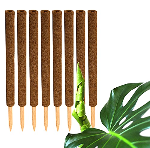 BigDean 8er Set Pflanzstäbe Kokos 60 cm - Monstera Rankhilfe Rankstäbe Stab Moosstäbe Pflanzenstäbe Kokosstäbe für Pflanzen - aus natürlicher Kokosfaser - verlängerbar von BigDean