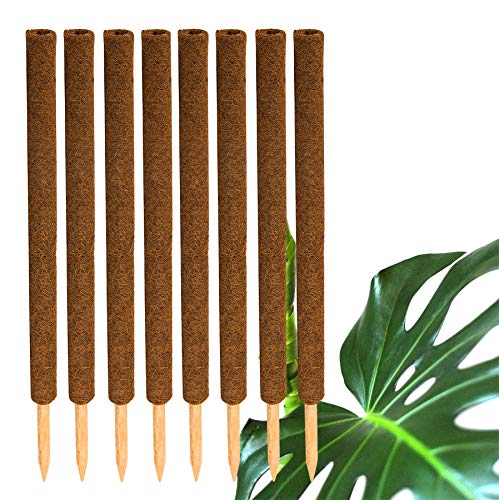 BigDean 8er Set Pflanzstäbe Kokos 80 cm - Monstera Rankhilfe Rankstäbe Stab Moosstäbe Pflanzenstäbe Kokosstäbe für Pflanzen - aus natürlicher Kokosfaser - verlängerbar von BigDean