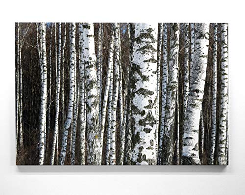 EIN Atemberaubendes Bild – Birkenwald - als 200x150cm große XXL Leinwand. Tolles Wandbild als Hintergrund und Deko für Wohnzimmer & Schlafzimmer. Fertig aufgespannt auf 4cm Holz-Keilrahmen EIN Atemberaubendes Bild – Birkenwald - als 200x150cm große XXL Leinwand. Tolles Wandbild als Hintergrund und Deko für Wohnzimmer & Schlafzimmer. Fertig aufgespannt auf 4cm Holz-Keilrahmen von BilderKing