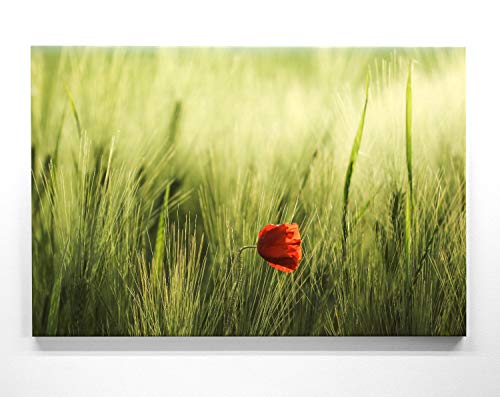 Traumhafte Mohnblüte im Groß-Format 120x80cm, einsame Mohnblüte - als großes XXL Leinwandbild. Wandbild als Hintergrund und Deko für Wohnzimmer & Schlafzimmer. Aufgespannt auf Holzrahmen Traumhafte Mohnblüte im Groß-Format 120x80cm, einsame Mohnblüte - als großes XXL Leinwandbild. Wandbild als Hintergrund und Deko für Wohnzimmer & Schlafzimmer. Aufgespannt auf Holzrahmen von BilderKing