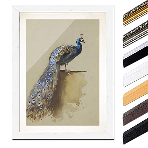 Bild mit Rahmen - Archibald Thorburn Pfau 40x60 cm ca. A2 - Gerahmter Kunstdruck inkl. Galerie Passepartout Alte Meister - Rahmen weiß von Bilderdepot24