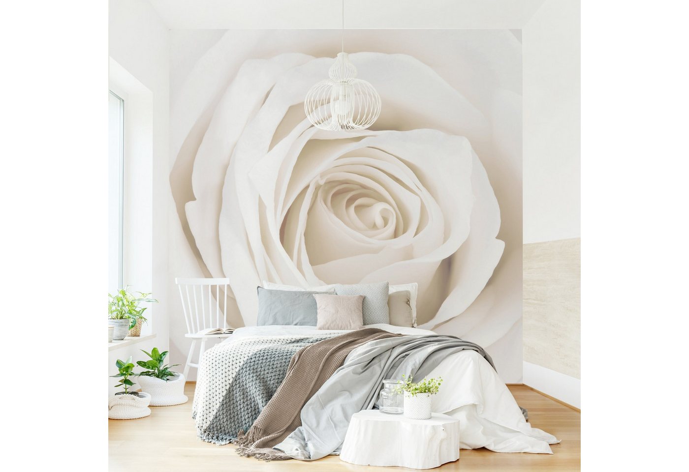 Bilderdepot24 Fototapete Rosen Pretty White Rose Blumen Natur Pflanzen Wanddeko, Glatt, Matt, (Vliestapete inkl. Kleister oder selbstklebend), Wohnzimmer Schlafzimmer Küche Flur Motivtapete Vliestapete Wandtapete von Bilderdepot24