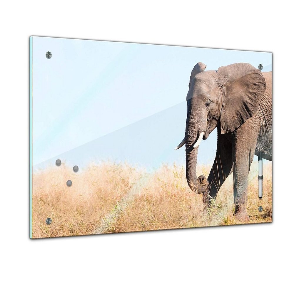 Bilderdepot24 Glasbild, Memoboard - Tiere - Elefantenbulle von Bilderdepot24