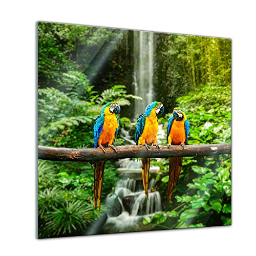 Bilderdepot24 Glasbild - Blau-Gelber Macaw Papagei - 50x50 cm - Deko Glas - Wandbild aus Glas - Bild auf Glas - moderne Bilderdepot24 Glasbilder - Glasfoto - Echtglas von Bilderdepot24