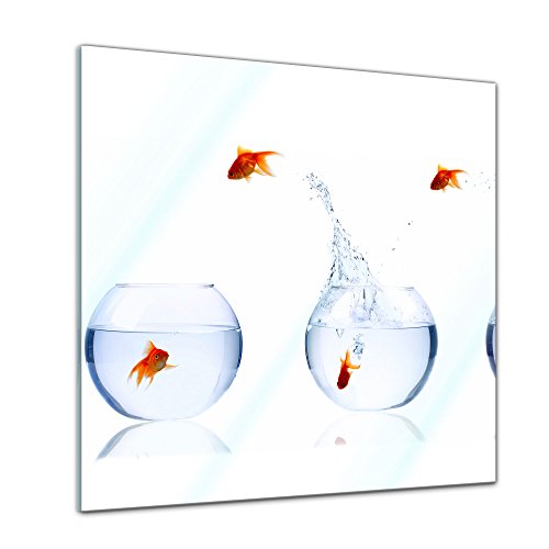 Bilderdepot24 Glasbild - Fischolympiade - 50 x 50 cm - Deko Glas - Wandbild aus Glas - Bild auf Glas - moderne Glasbilder - Glasfoto - Echtglas - kein Acryl - Handmade von Bilderdepot24