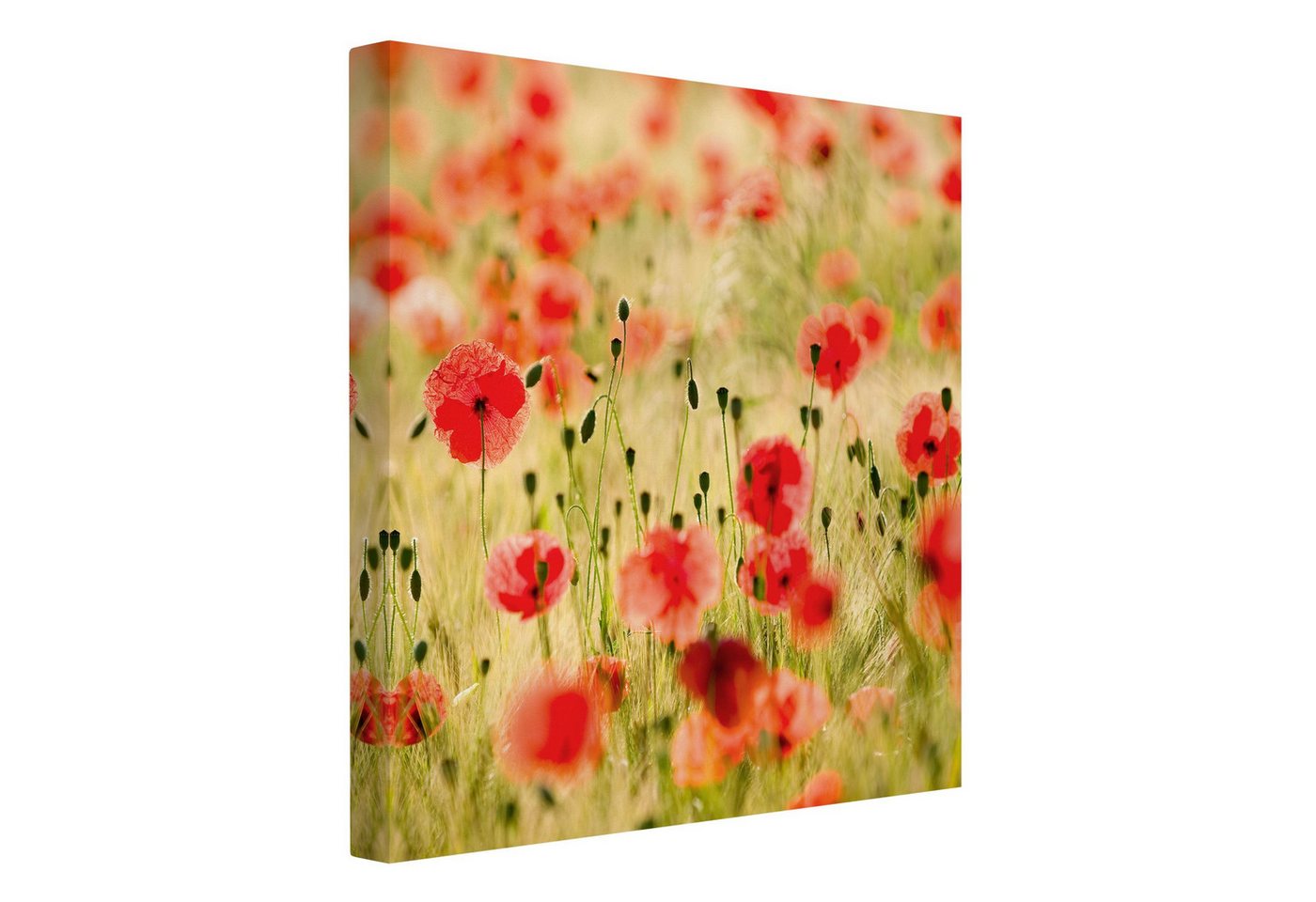 Bilderdepot24 Leinwandbild Blume Natur Modern Mohnblume grün Bild auf Leinwand Groß XXL, Bild auf Leinwand, Leinwanddruck in vielen Größen von Bilderdepot24