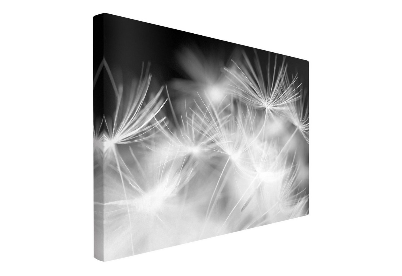 Bilderdepot24 Leinwandbild Blumen Natur Modern Pusteblumen schwarz weiss Bild auf Leinwand XXL, Bild auf Leinwand, Leinwanddruck in vielen Größen von Bilderdepot24