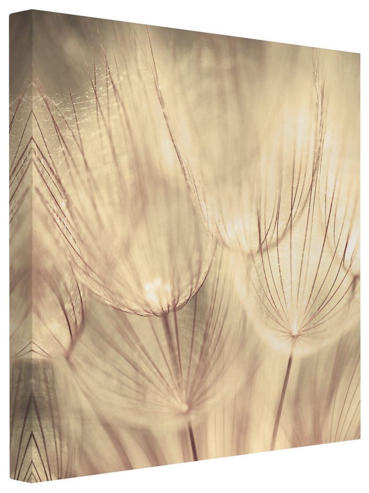 Bilderdepot24 Leinwandbild Blumen Natur Modern Pusteblumen schwarz weiss Bild auf Leinwand XXL, Wohnzimmer Schlafzimmer Küche Flur Wandbild Kunstdruck Wanddeko Druck Bilderdepot24 Leinwandbild Blumen Natur Modern Pusteblumen schwarz weiss Bild auf Leinwand XXL, Wohnzimmer Schlafzimmer Küche Flur Wandbild Kunstdruck Wanddeko Druck von Bilderdepot24