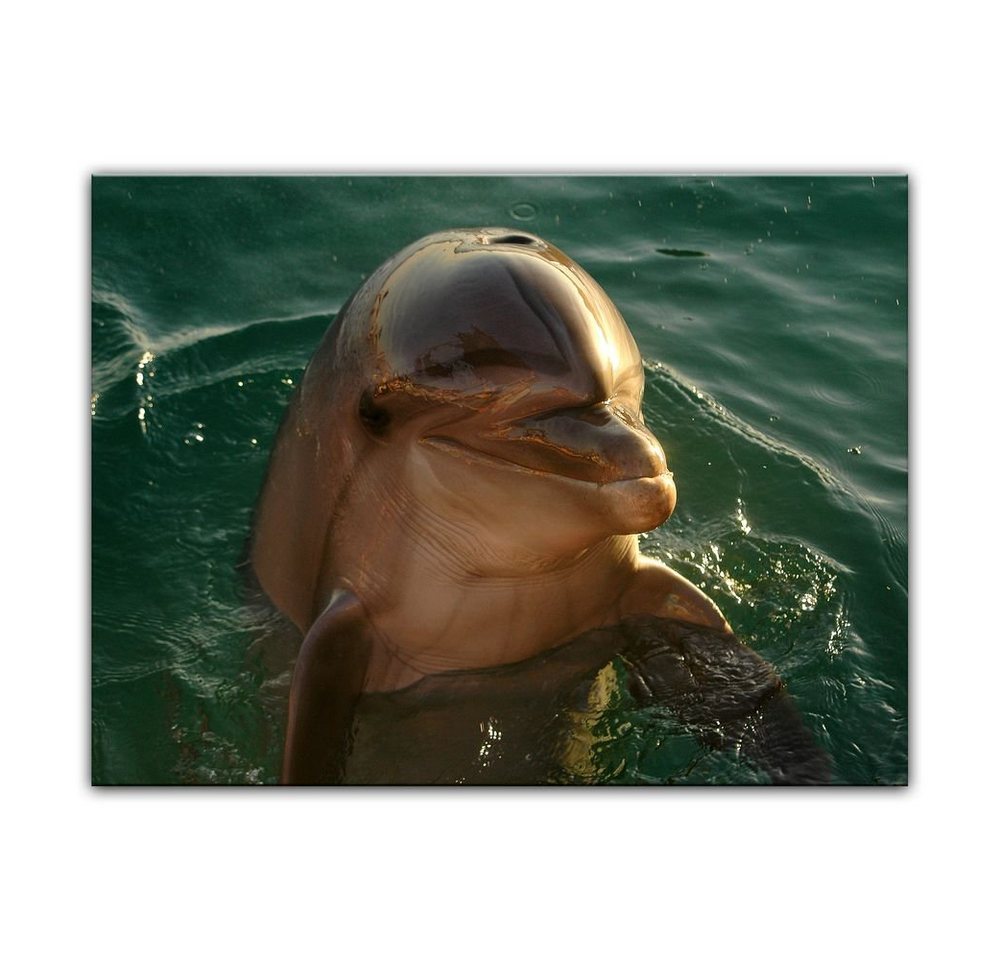 Bilderdepot24 Leinwandbild Delphin, Tiere von Bilderdepot24
