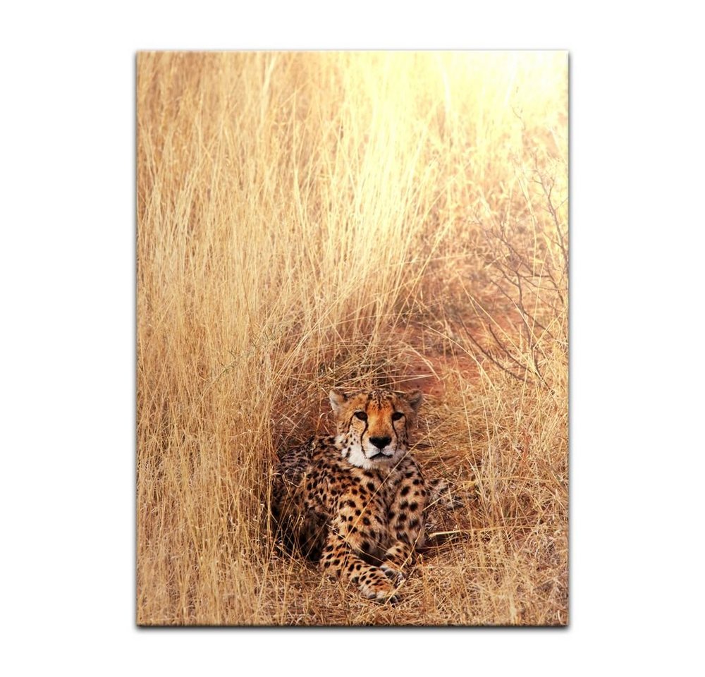 Bilderdepot24 Leinwandbild Gepard, Tiere von Bilderdepot24