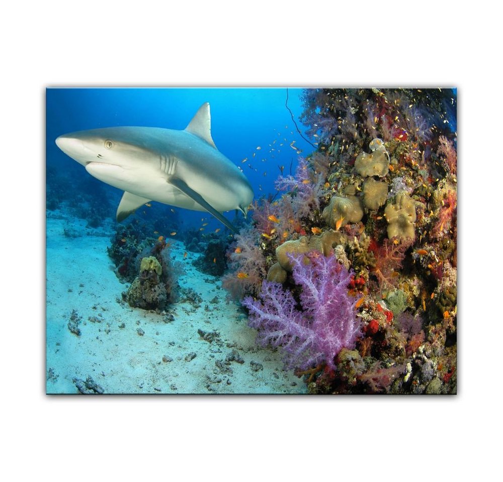 Bilderdepot24 Leinwandbild Hai, Tiere von Bilderdepot24