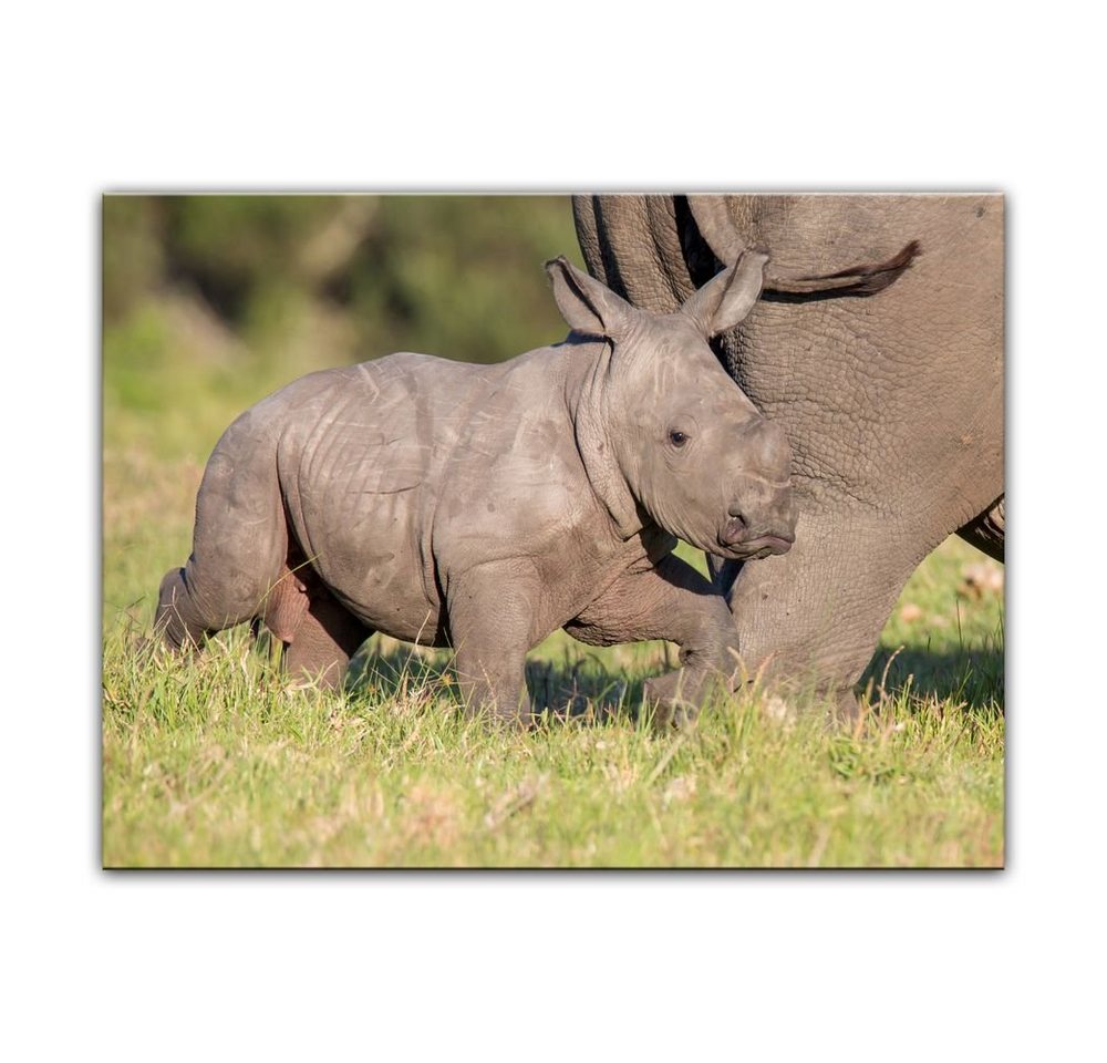 Bilderdepot24 Leinwandbild Nashornbaby, Tiere von Bilderdepot24