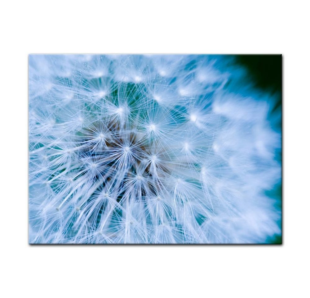 Bilderdepot24 Leinwandbild Pusteblume, Blumen von Bilderdepot24