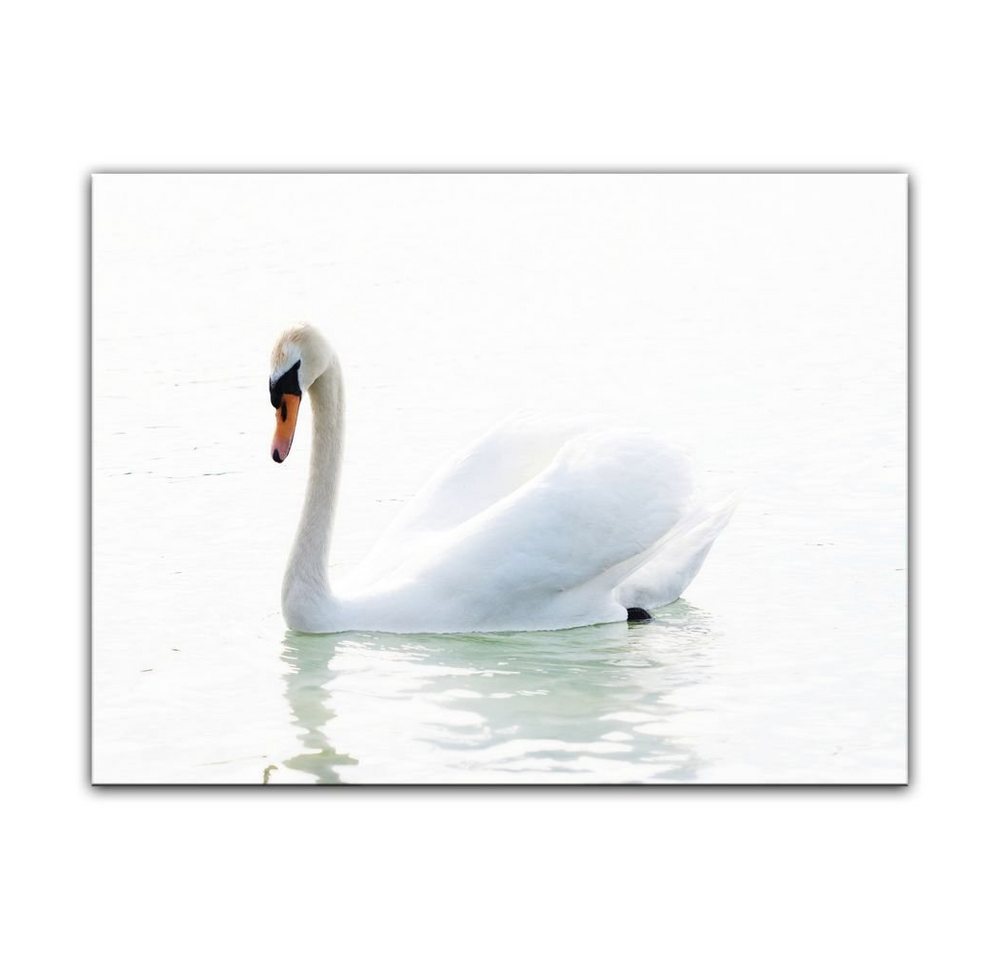 Bilderdepot24 Leinwandbild Schwan, Tiere von Bilderdepot24