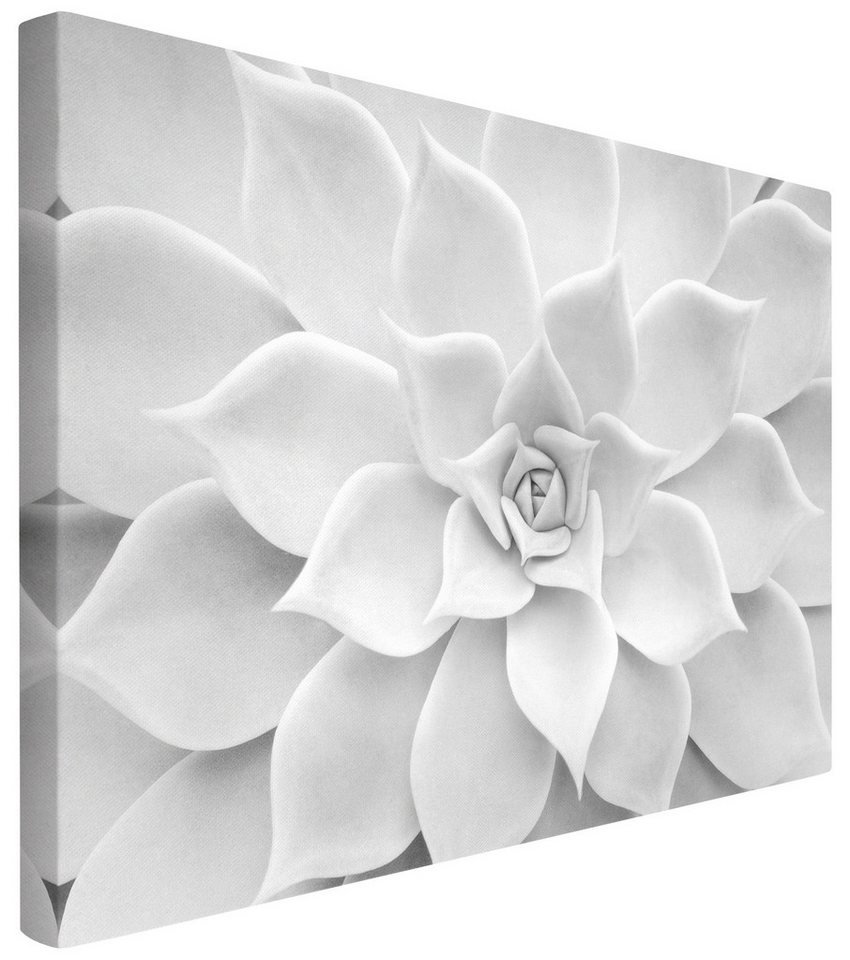 Bilderdepot24 Leinwandbild Tropisch Natur Kaktus Sukkulente schwarz weiss Bild auf Leinwand XXL, Wohnzimmer Schlafzimmer Küche Flur Wandbild Kunstdruck Wanddeko Druck von Bilderdepot24