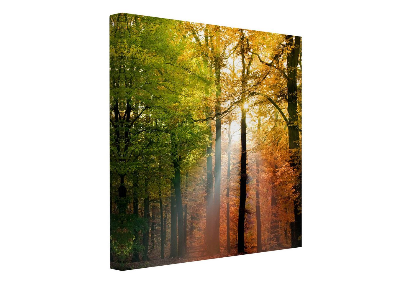 Bilderdepot24 Leinwandbild Wald Natur Modern Morning Light orange Bild auf Leinwand Groß XXL, Bild auf Leinwand, Leinwanddruck in vielen Größen von Bilderdepot24