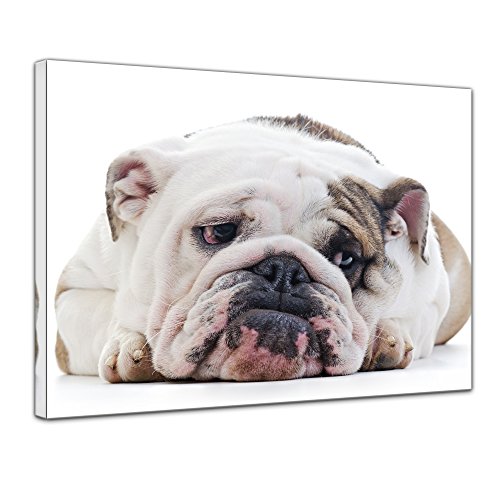 Wandbild Englische Bulldogge - 50x40 cm Bilder als Leinwanddruck Fotoleinwand Tierbild Hund - gemütlich - Bulldogge vor weißem Hintergrund von Bilderdepot24