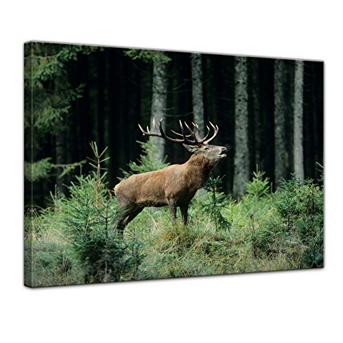 Wandbild Hirsch - 70x50 cm Bilder als Leinwanddruck Fotoleinwand Tierbild Waldtier - Rotwild - röhrender Hirsch im Wald von Bilderdepot24