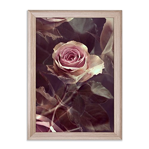Romantische Rose als Kunstdruck 30x40cm mit Bilderrahmen (PRIO) Sonoma Eiche (Dekor) von Bildershop-24