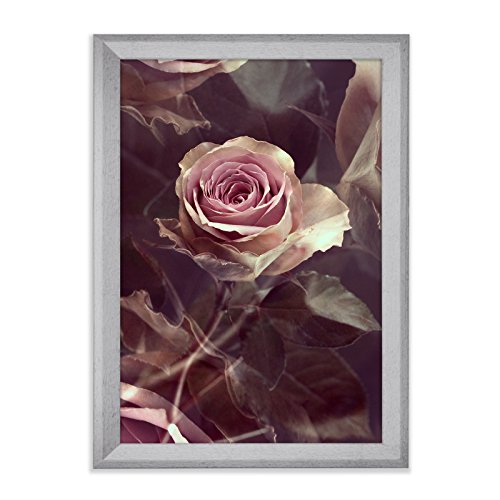 Romantische Rose als Kunstdruck 30x40cm mit Bilderrahmen (PRIO) Betonoptik von Bildershop-24