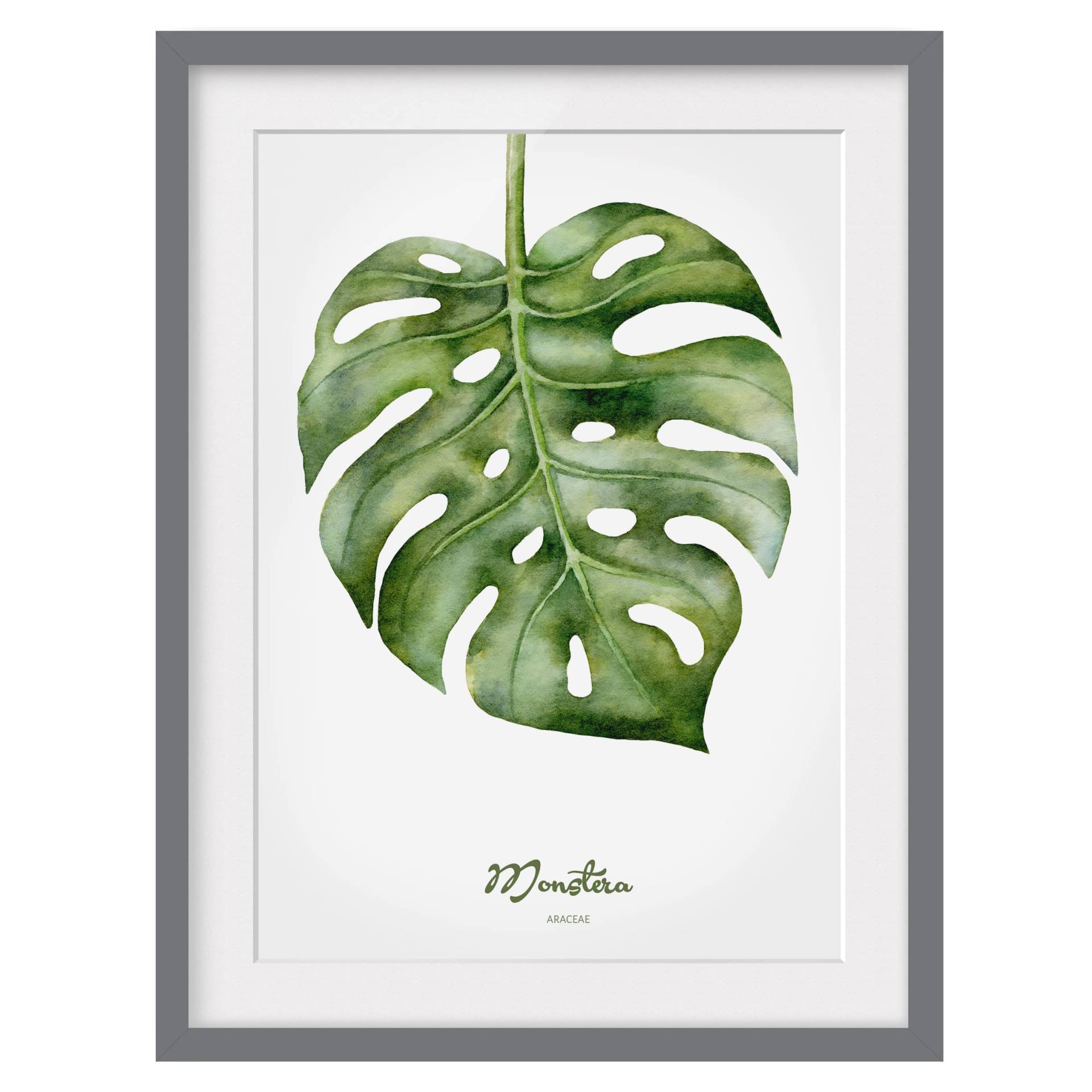 Bild Aquarell Botanik Monstera III von Bilderwelten