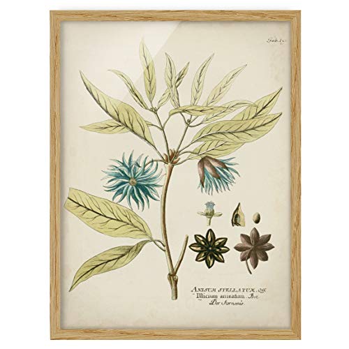 Bild gerahmt Vintage Botanik in Blau Sternanis 40x30cm Eiche ohne Passepartout von Bilderwelten