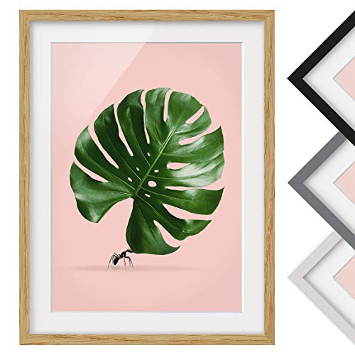 Bild mit Rahmen - Jonas Loose - Ameise Monstera Blatt - Farbe Eiche 55 x 40cm Bild mit Rahmen - Jonas Loose - Ameise Monstera Blatt - Farbe Eiche 55 x 40cm von Bilderwelten