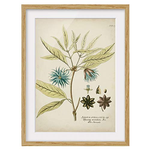 Bild mit Rahmen Vintage Botanik in Blau Sternanis Eiche mit Passepartout 40x30cm von Bilderwelten