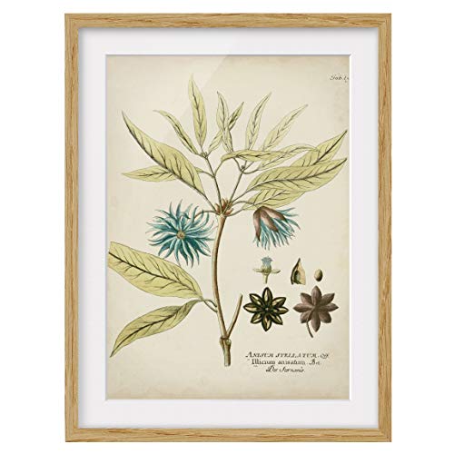 Bild mit Rahmen Vintage Botanik in Blau Sternanis Eiche mit Passepartout 70x50cm von Bilderwelten