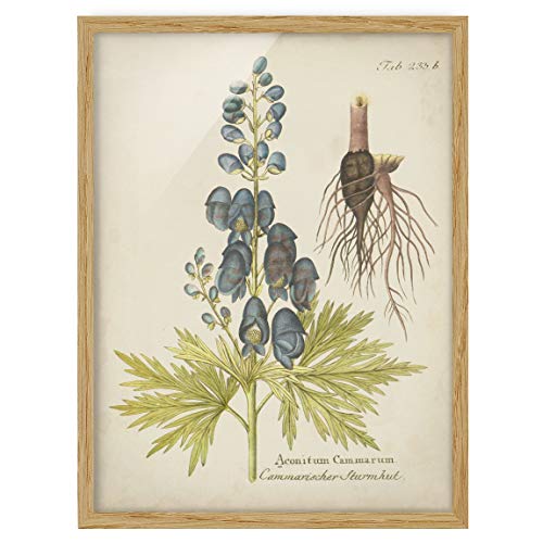 Bild mit Rahmen Vintage Botanik in Blau Sturmhut 40x30cm Eiche ohne Passepartout von Bilderwelten