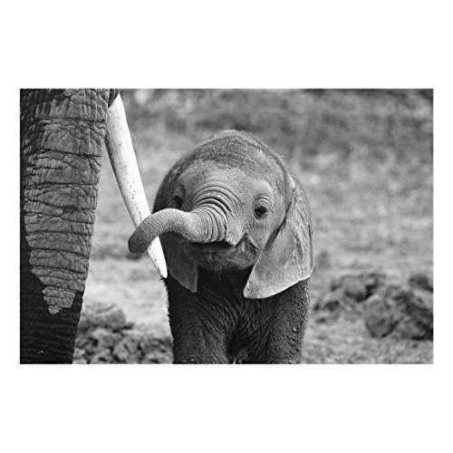 Bilderwelten Glasbild Wandbild Glas Kunstdruck Elefantenbaby 40 cm x 60 cm von Bilderwelten