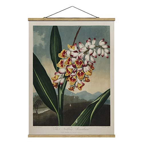 Bilderwelten Kakemono Botanik Vintage Ingwer Blüte Hochformat 4:3 46.5x35cm Eiche von Bilderwelten