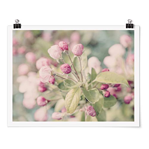 Bilderwelten Poster - Apfelblüte Bokeh rosa - Querformat 3:4 Matt 60 x 80cm von Bilderwelten