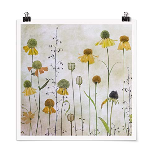 Bilderwelten Poster Kunstdruck Wanddeko Zarte Helenium Blüten Quadrat, Glänzend 50 x 50cm Bilderwelten Poster Kunstdruck Wanddeko Zarte Helenium Blüten Quadrat, Glänzend 50 x 50cm von Bilderwelten