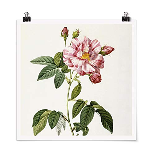 Bilderwelten Poster Pierre Joseph Redouté - Rosa Gallica-Rose Quadrat, Matt 50 x 50cm von Bilderwelten