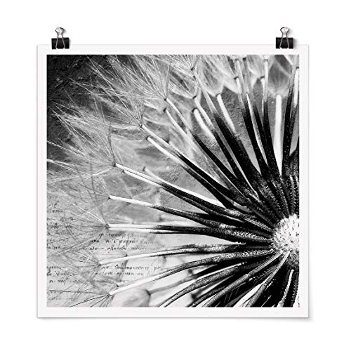 Bilderwelten Poster Pusteblume Schwarz & Weiß Quadrat, Galerieprint Glänzend 50 x 50cm Bilderwelten Poster Pusteblume Schwarz & Weiß Quadrat, Galerieprint Glänzend 50 x 50cm von Bilderwelten