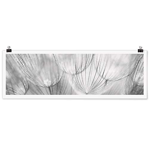 Bilderwelten Poster - Pusteblumen Makroaufnahme in schwarz weiß Querformat, Matt 50 x 150cm Bilderwelten Poster - Pusteblumen Makroaufnahme in schwarz weiß Querformat, Matt 50 x 150cm von Bilderwelten