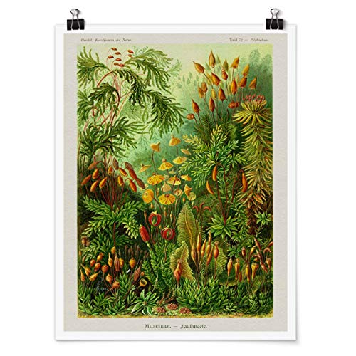 Bilderwelten Poster Vintage Lehrtafel Moos Selbstklebend seidenmatt 40x30cm Bilderwelten Poster Vintage Lehrtafel Moos Selbstklebend seidenmatt 40x30cm von Bilderwelten