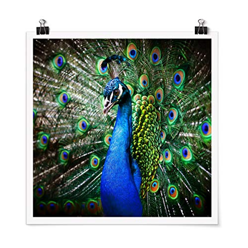 Bilderwelten Poster Wanddeko Edler Pfau Quadrat, Selbstklebend seidenmatt 50 x 50cm Bilderwelten Poster Wanddeko Edler Pfau Quadrat, Selbstklebend seidenmatt 50 x 50cm von Bilderwelten